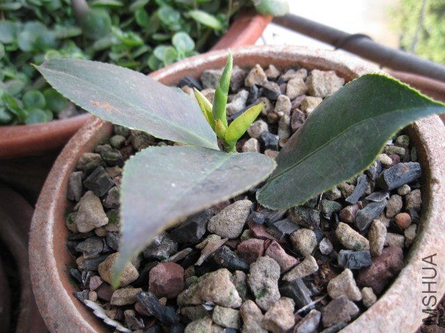 ����1 (3).JPG