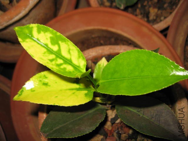 ����1 (5).JPG