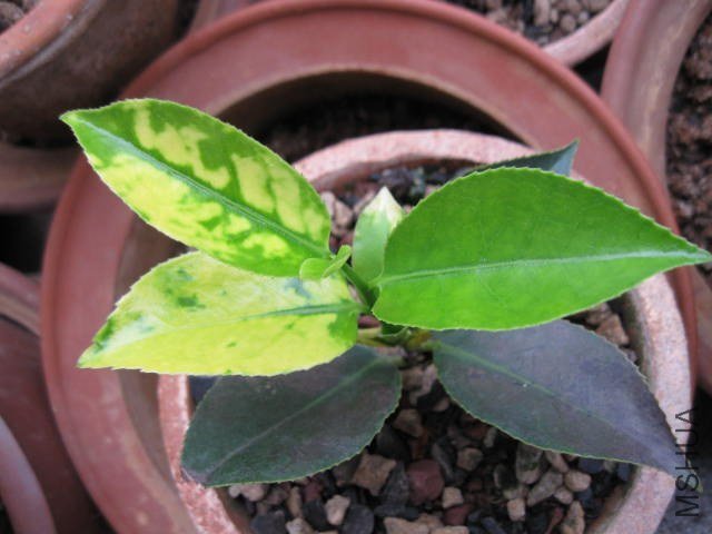 ����1 (6).JPG