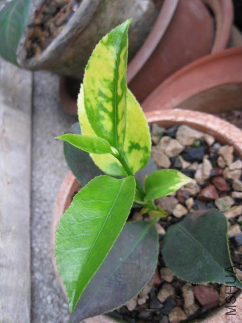 ����1 (7).JPG