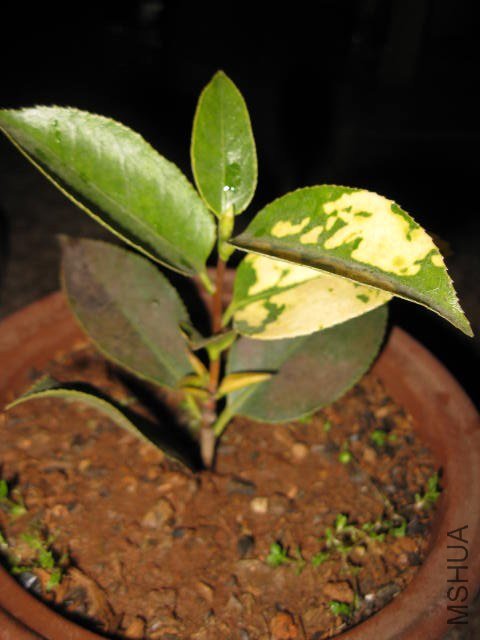 ����1 (8).JPG