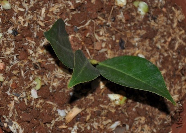 ��ã�Ĵ���1 (1).JPG