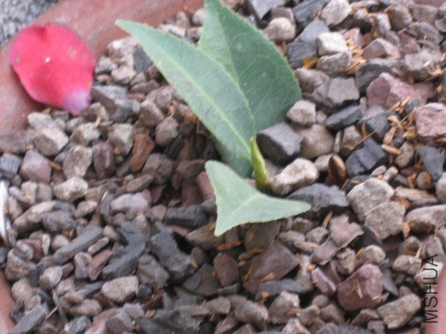 ��ã�Ĵ���1 (2).JPG