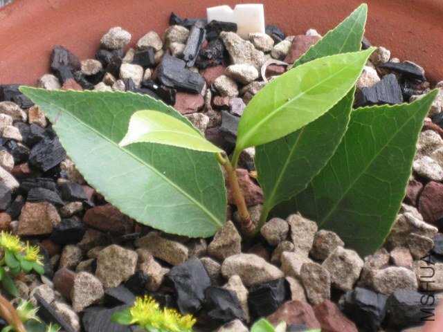 ��ã�Ĵ���1 (3).JPG