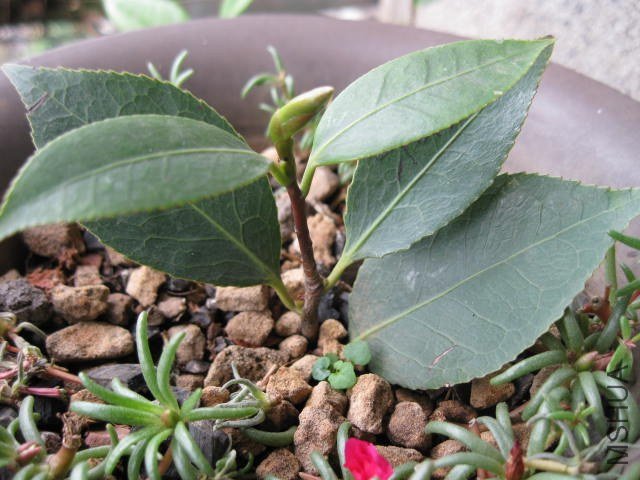 ��ã�Ĵ���1 (5).JPG