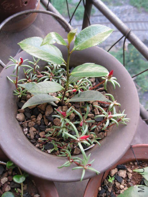 ��ã�Ĵ���1 (7).JPG