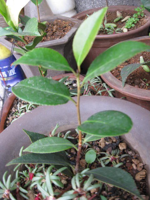 ��ã�Ĵ���1 (8).JPG