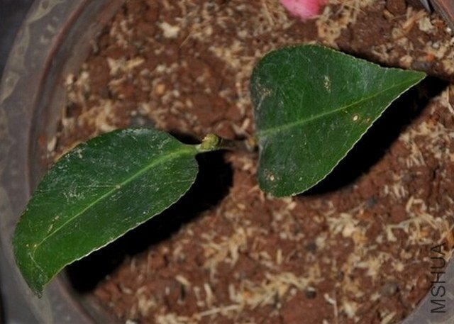 ţ��������1 (1).JPG