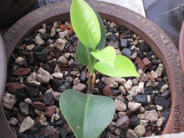 ţ��������1 (2).JPG