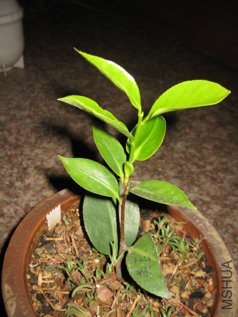 ţ��������1 (3).JPG