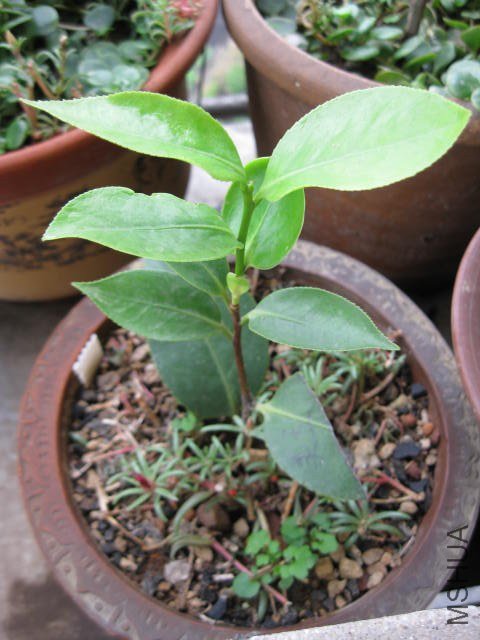 ţ��������1 (4).JPG