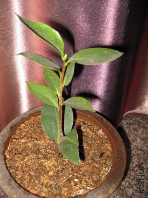 ţ��������1 (5).JPG