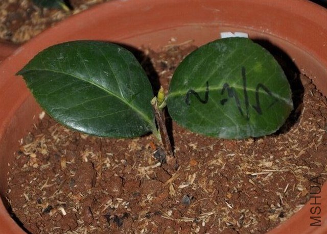 Ů��2�� (1).JPG