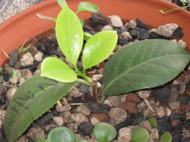 Ů��2�� (2).JPG