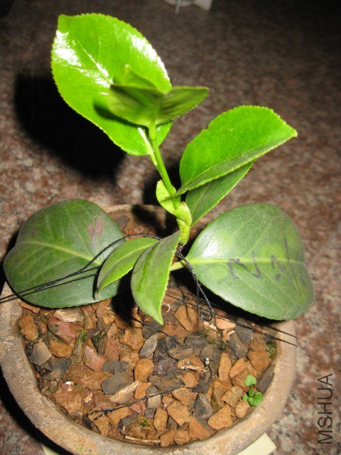 Ů��2�� (4).JPG