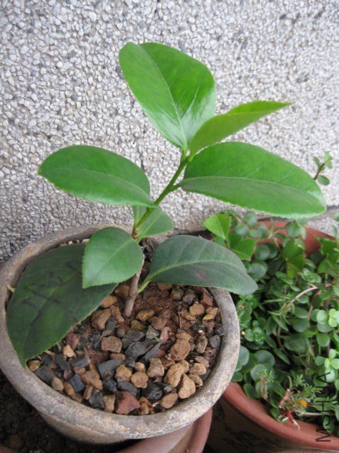 Ů��2�� (6).JPG