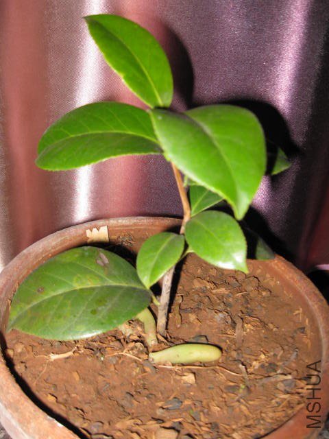 Ů��2�� (7).JPG