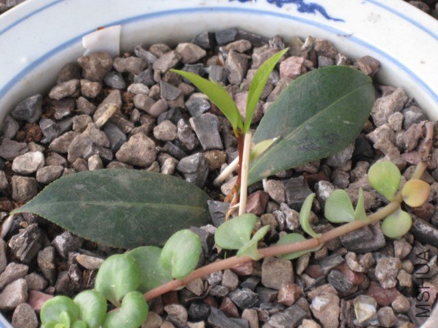 ��������� (1).JPG