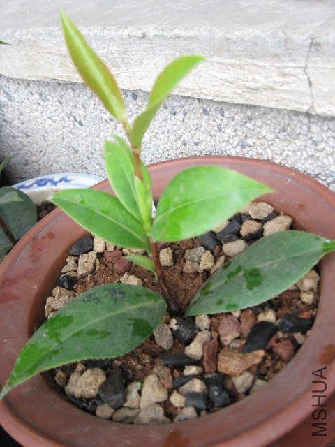 ��������� (4).JPG