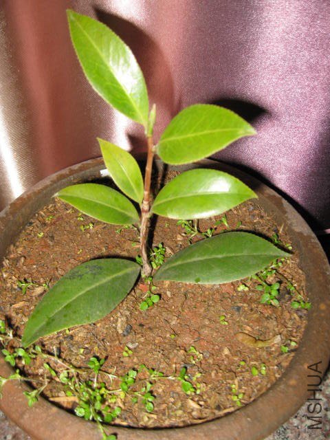 ��������� (6).JPG