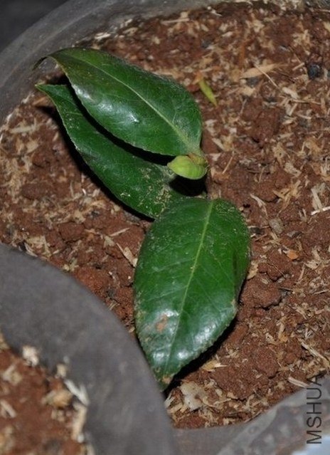 ά������������1 (1).JPG