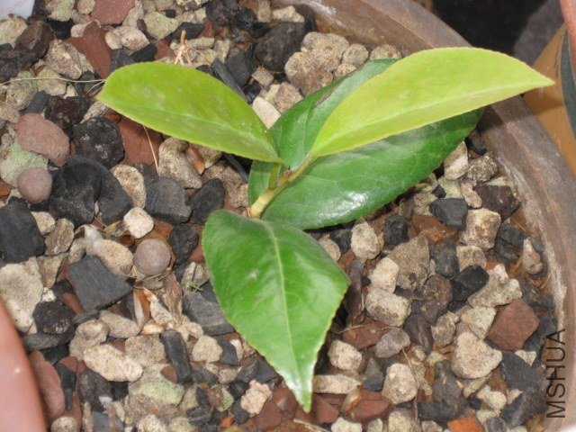 ά������������1 (2).JPG