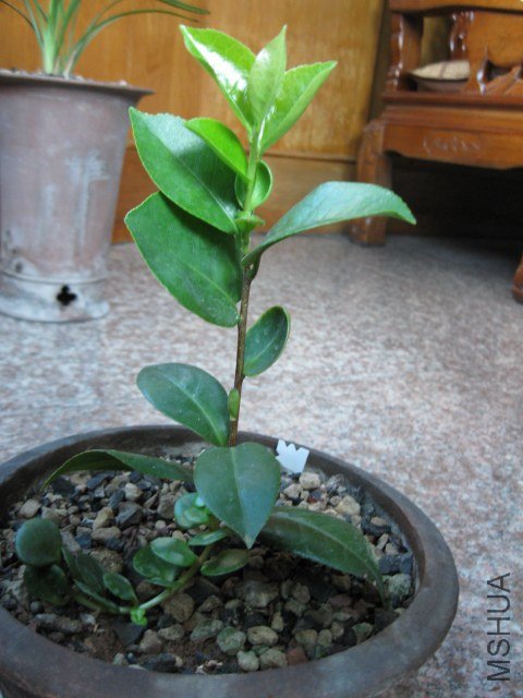 ά������������1 (4).JPG