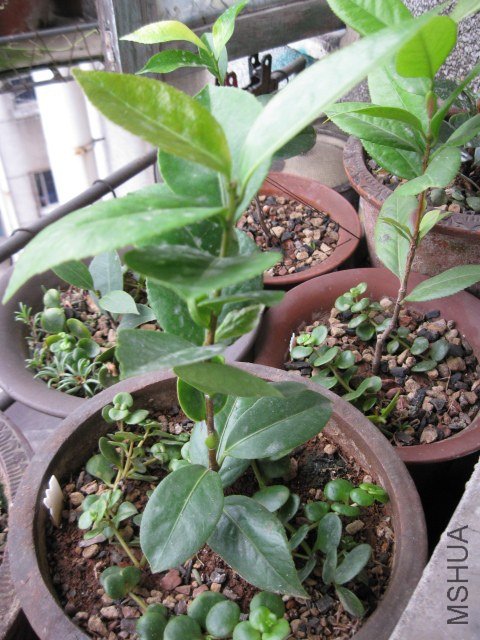 ά������������1 (6).JPG