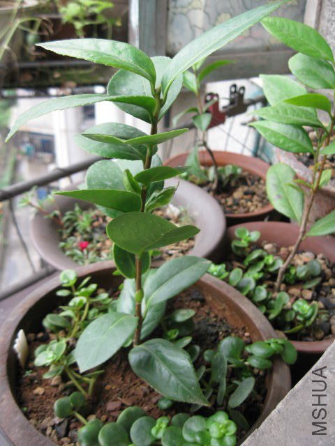 ά������������1 (7).JPG