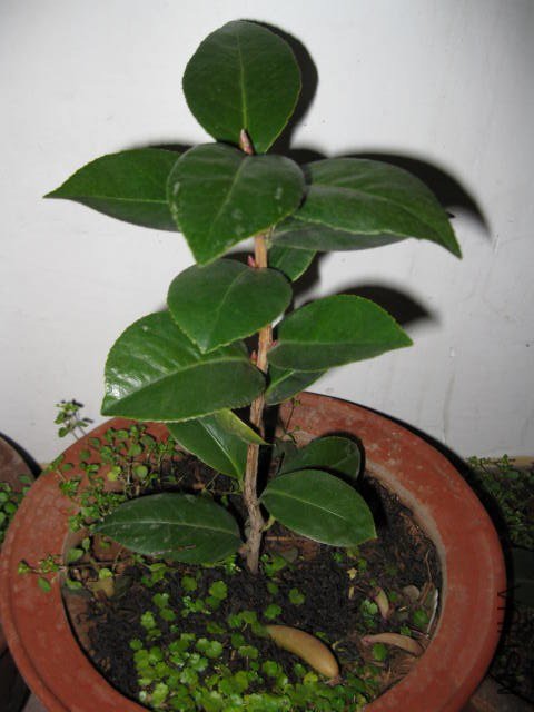 ά������������1 (8).JPG