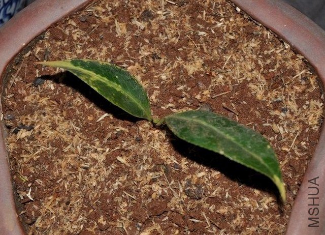 ��̫��1 (1).JPG