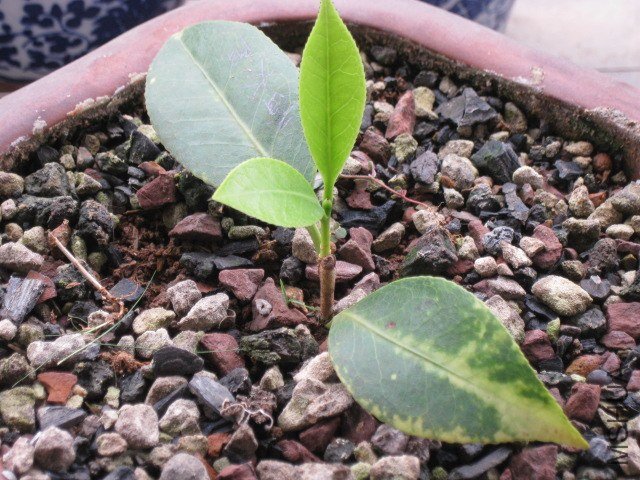 ��̫��1 (2).JPG