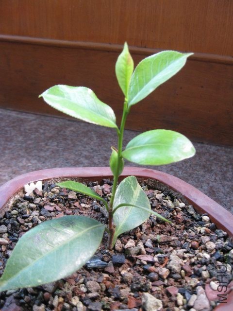 ��̫��1 (3).JPG