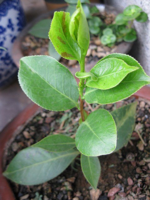 ��̫��1 (4).JPG