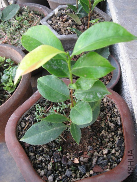 ��̫��1 (5).JPG