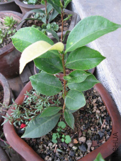 ��̫��1 (11).JPG