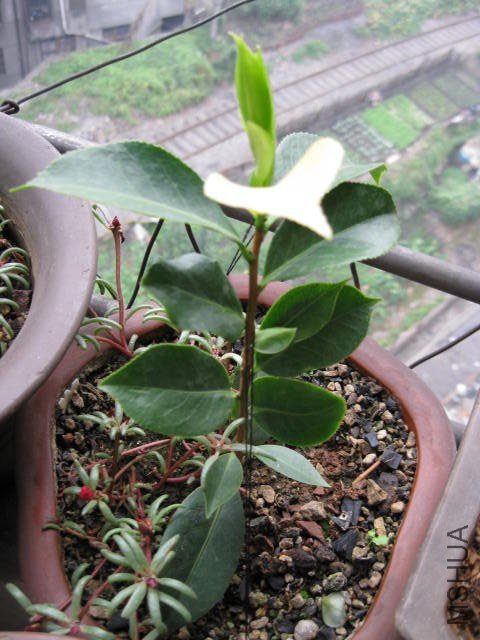 ��̫��1 (12).JPG