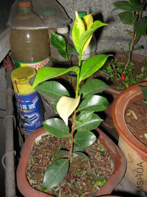 ��̫��1 (13).JPG