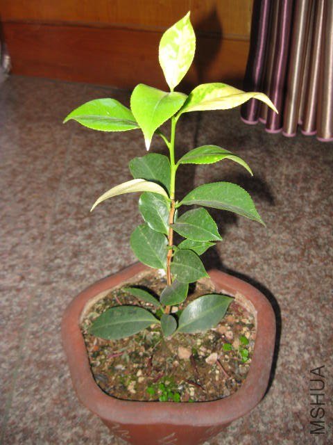 ��̫��1 (14).JPG