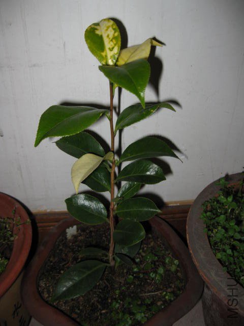 ��̫��1 (16).JPG