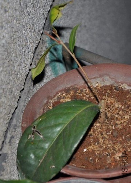 ������1 (1).JPG