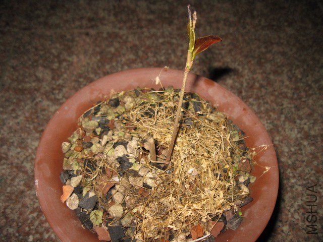 ������1 (2).JPG