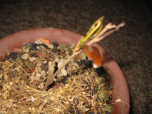 ������1 (3).JPG