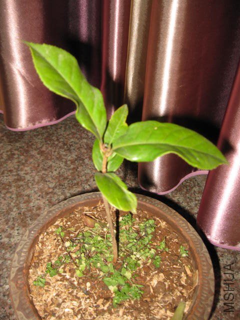 ������1 (10).JPG