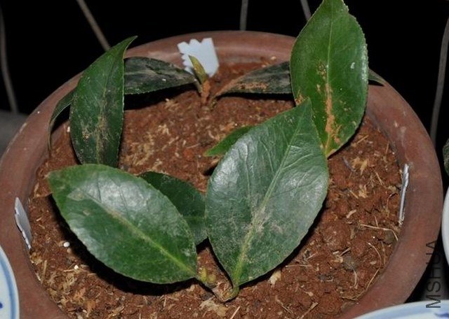 ����ɯ��֯Ů1 (1).JPG