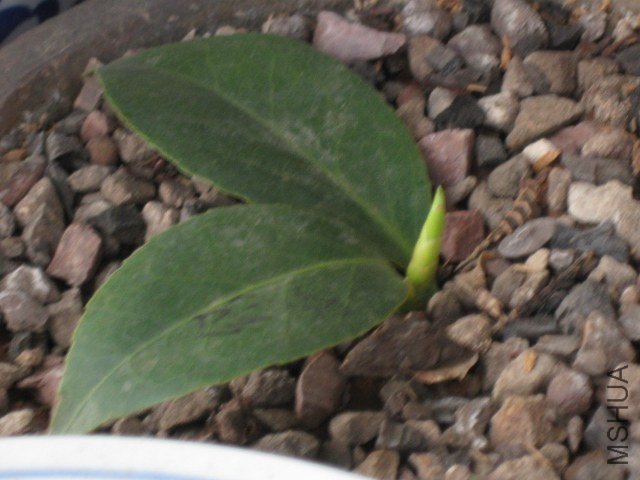 ����ɯ��֯Ů1 (2).JPG