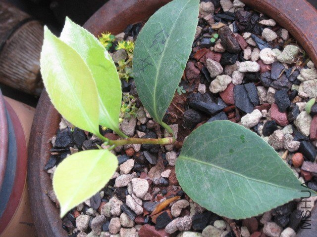 ����ɯ��֯Ů1 (3).JPG