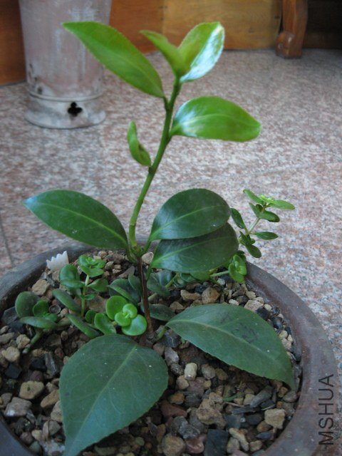 ����ɯ��֯Ů1 (5).JPG