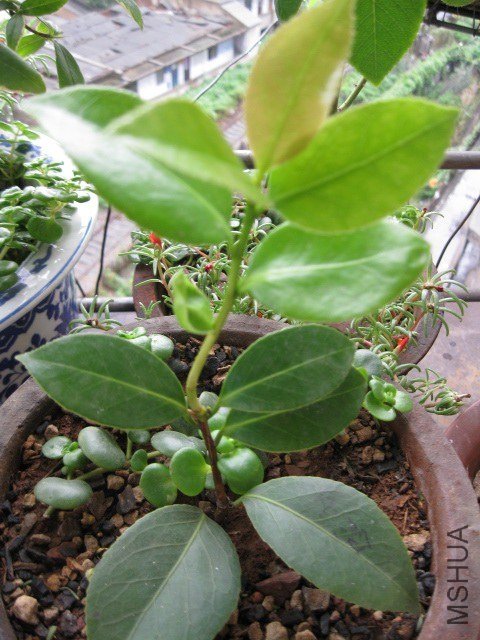 ����ɯ��֯Ů1 (7).JPG