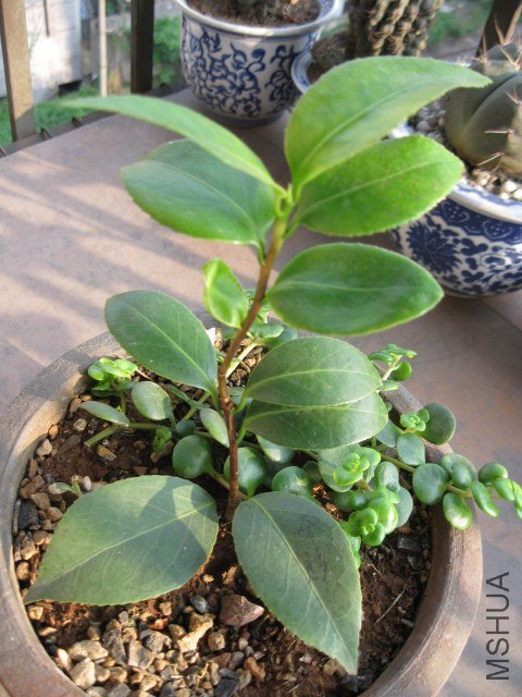 ����ɯ��֯Ů1 (8).JPG